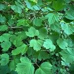 Viburnum acerifolium Blatt