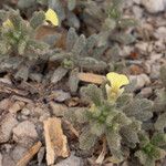 Ajuga ivaFlower