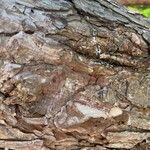 Pinus flexilis Bark