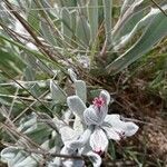 Cynoglossum cheirifolium Flor