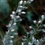 Artemisia frigida 花