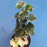 Senecio macroglossus Hoja