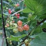 Ribes rubrumFruct