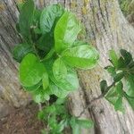 Sideroxylon lanuginosum Leaf