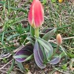 Tulipa greigii 花