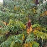 Rhus typhinaFrunză