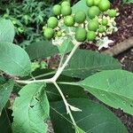 Solanum hazenii Liść