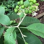 Solanum hazenii Ліст