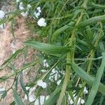 Achillea ptarmica Hoja
