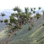 Araucaria muelleri Агульны выгляд