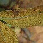 Bolbitis auriculata Leaf