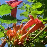 Campsis radicans Цвят