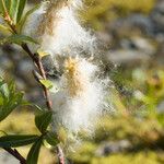 Salix sitchensis Plod