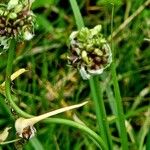 Allium vineale Habit