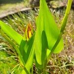 Pontederia cordata Fuelha