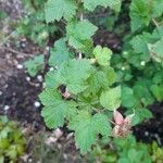 Rubus deliciosus Foglia