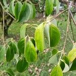 Cornus hongkongensis Foglia