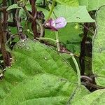 Lablab purpureus Flor