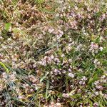 Cuscuta epithymum Diğer