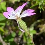 Eudianthe coeli-rosa Flower