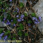 Veronica nummularia Habit