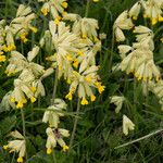 Primula verisFlower