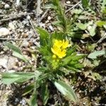 Neatostema apulum Flower