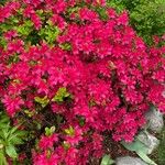 Rhododendron calendulaceum Fula