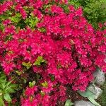 Rhododendron calendulaceum Blüte