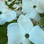 Cornus nuttallii Flor