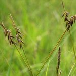 Carex pulicaris Altro