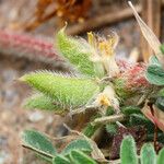 Astragalus sesameus Fruit