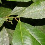 Gymnanthes riparia Hoja