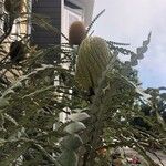Banksia speciosa Fiore