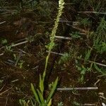 Spiranthes aestivalis Habit