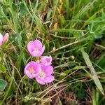 Centaurium scilloides Fleur