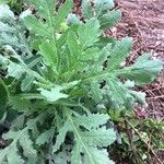 Senecio sylvaticus Feuille