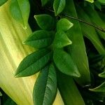 Combretum constrictum Leaf