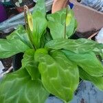 Erythronium oregonum Blatt