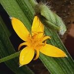 Hypoxis hirsuta Bloem