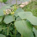 Vigna radiata Flower