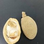 Morisonia americana Fruit