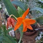 Guarianthe aurantiaca Flor