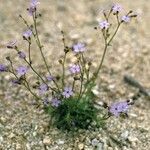 Gilia leptantha Habit