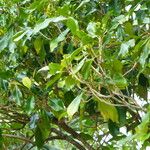 Syzygium aromaticum List