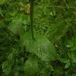 Crepis paludosa Leaf