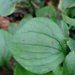 Claytonia sibirica Blatt