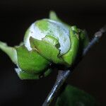 Diospyros bipindensis Fruto