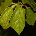 Grewia stolzii Hoja