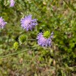 Knautia integrifolia Flower